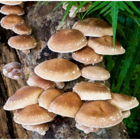 Lentinula edodes (Shiitake) (METEORA)